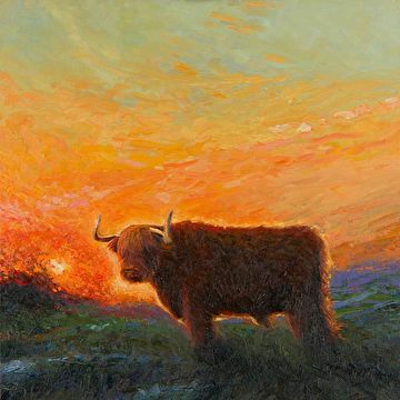 Hooglander in het avondlicht